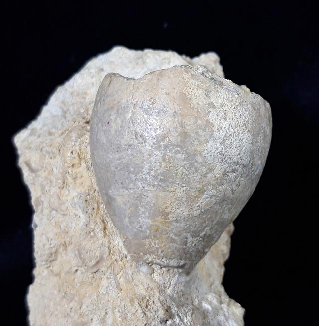 Apiocrinus parkinsoni (SCHLOTHEIM 1820) - Bild &copy; FossNet FossilienStore